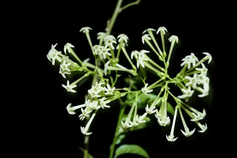 white night blooming jasmine flowers against a dark background