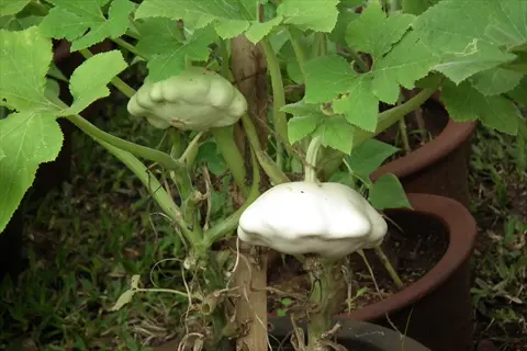 white pattypan squash plant with scalloped squash growing among green leaves in pots