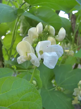 white runner bean flower blooming among green leaves