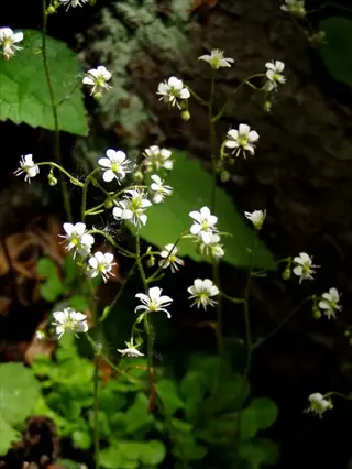 white saxifraga alpine cushion flowers blooming among green leaves near tree bark