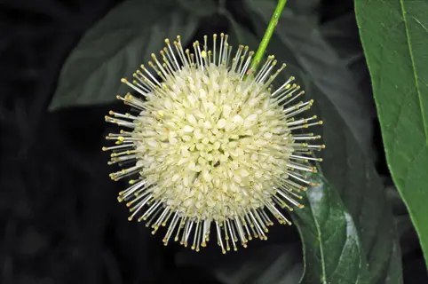white spherical buttonbush flower with protruding stamens among dark green leaves