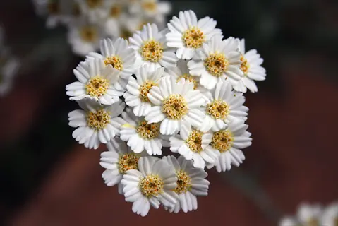 white yarrow flower cluster with yellow centers against a blurred background