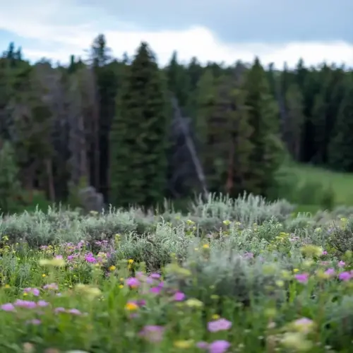 wildflower meadow garden with purple and yellow blooms before pine forest