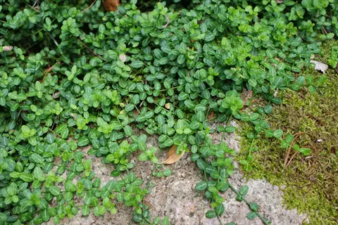 wintercreeper euonymus groundcover spreading over rocks with small glossy green leaves