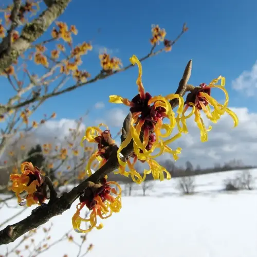 witch hazel flowers winter blooming on a snowy branch under a blue sky