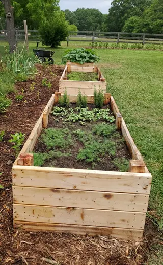 wooden leafy greens raised bed in a backyard garden with herbs and lawn