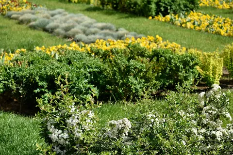 yarrow flowers meadow in a landscaped garden with green hedges and yellow blooms
