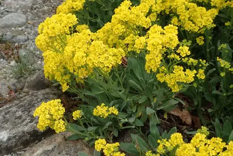 yellow basket of gold aurinia flowers blooming among rocks