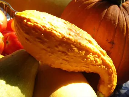 yellow crookneck squash among pumpkins and other gourds in bright sunlight