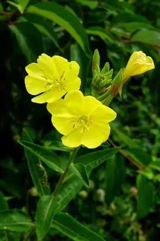 yellow evening primrose flower blooming among green leaves
