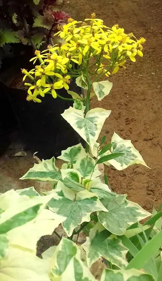 yellow flowers above variegated creeper leaves in a garden pot