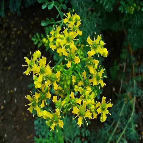 yellow flowers of a rue herb plant with green foliage