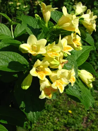 yellow weigela middendorffiana flowers blooming among glossy green leaves