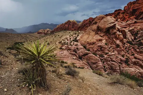 yucca plant landscape with red rock desert cliffs and cloudy mountains