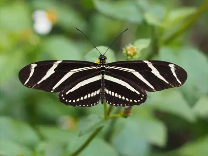 zebra longwing butterfly with black wings and white stripes on green foliage